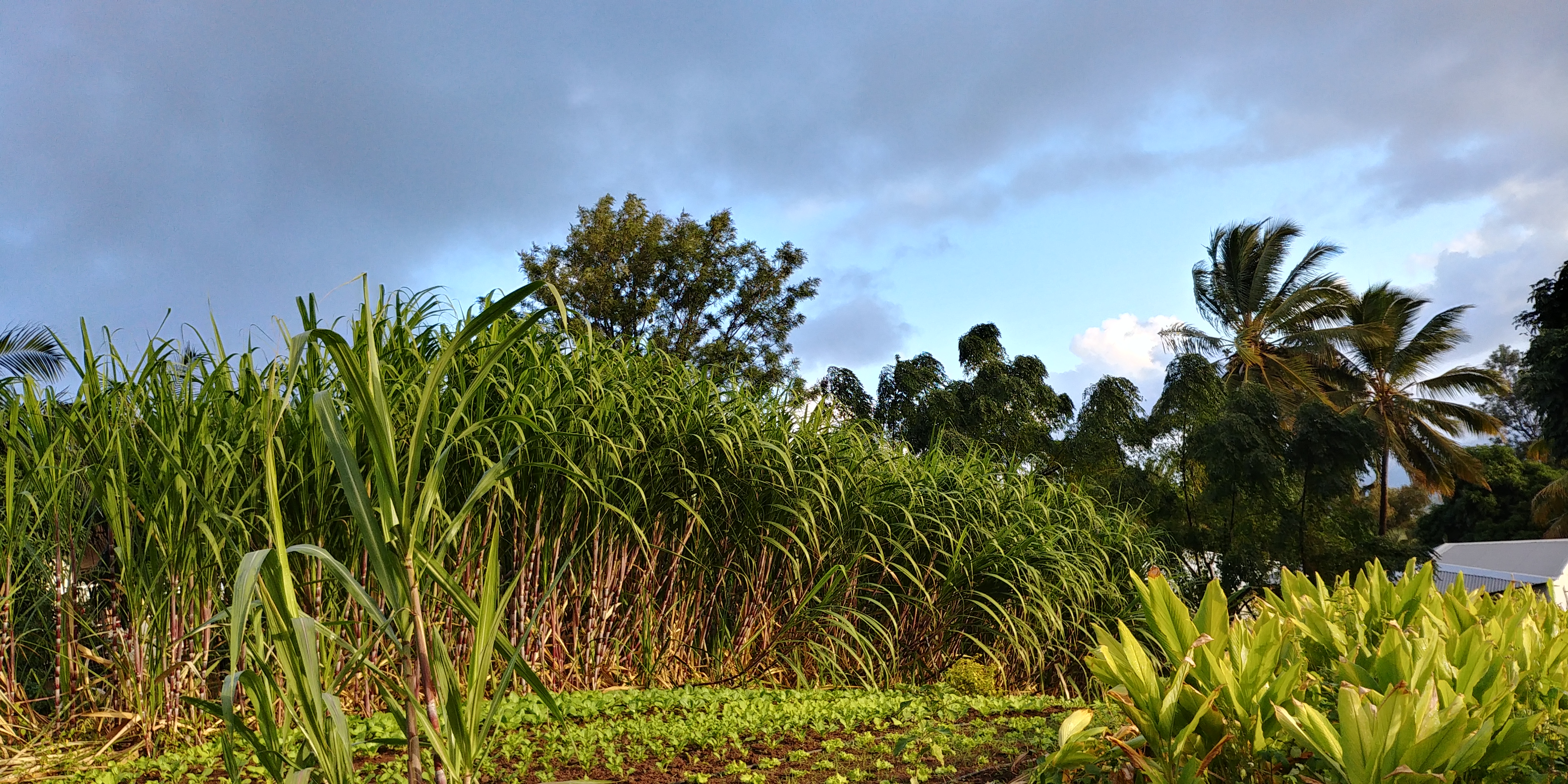 NEWSLETTER #9 : Le Galabé, Trésor de la Tradition Sucrière Réunionnaise – juillet 2024