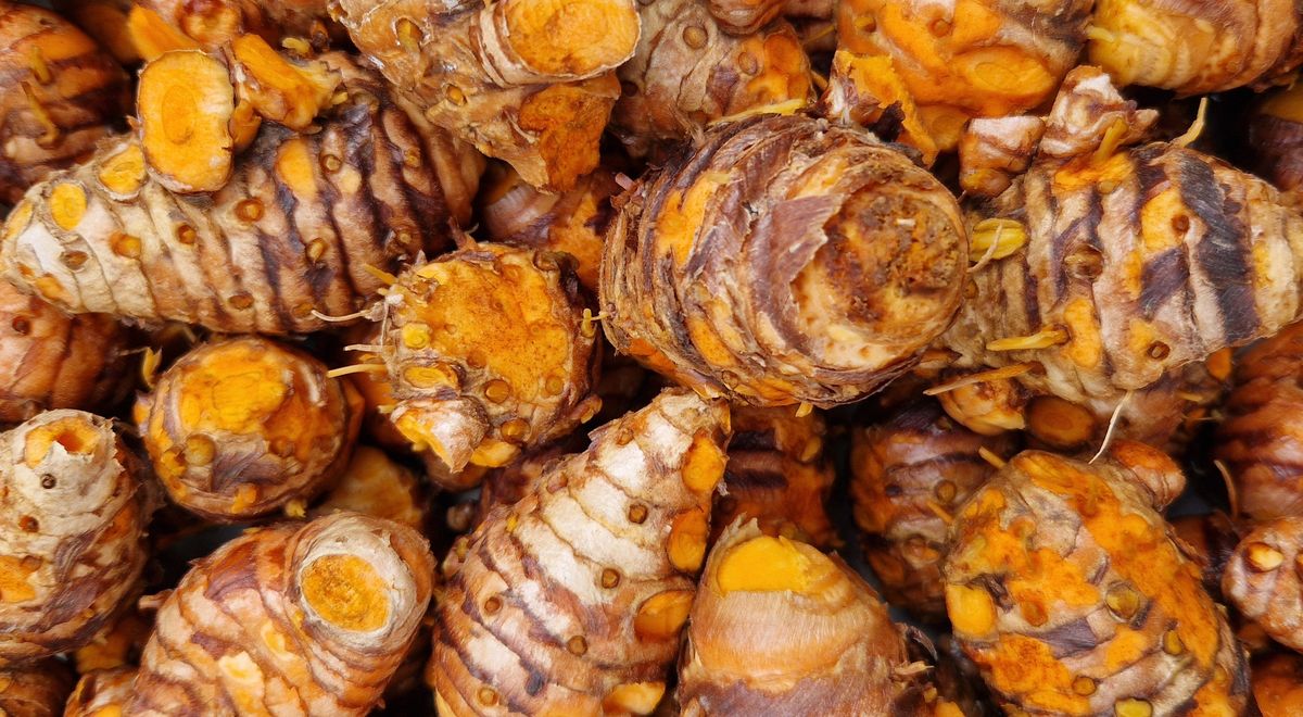 Curcuma mère de La Réunion, racine centrale du rhizome cultivé au jardin du Lambert, séchée et réduite en poudre