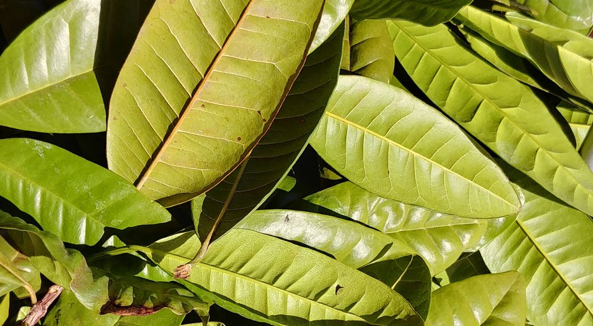 Feuille de quatre épices, Pimenta dioica du jardin du Lambert à La Réunion — une seule feuille aux notes de girofle, poivre, cannelle et gingembre