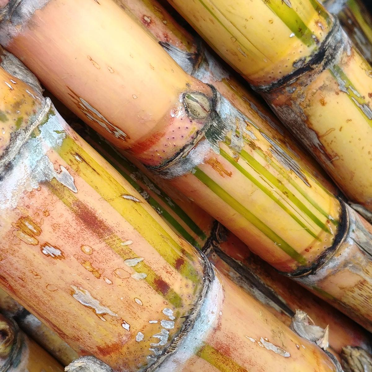 Cannes à sucre de variétés anciennes du jardin du Lambert, à La Réunion — la matière première du velours de canne