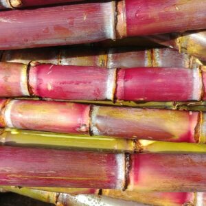 Cannes à sucre rouges du jardin de La Caille Blanche à La Réunion — atelier dégustation à Paris 15e