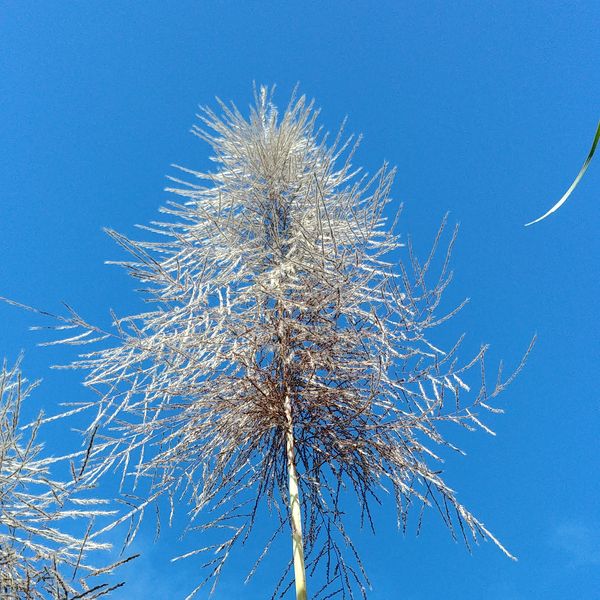 Fleur de canne sur ciel bleu — le velours de canne cristal
